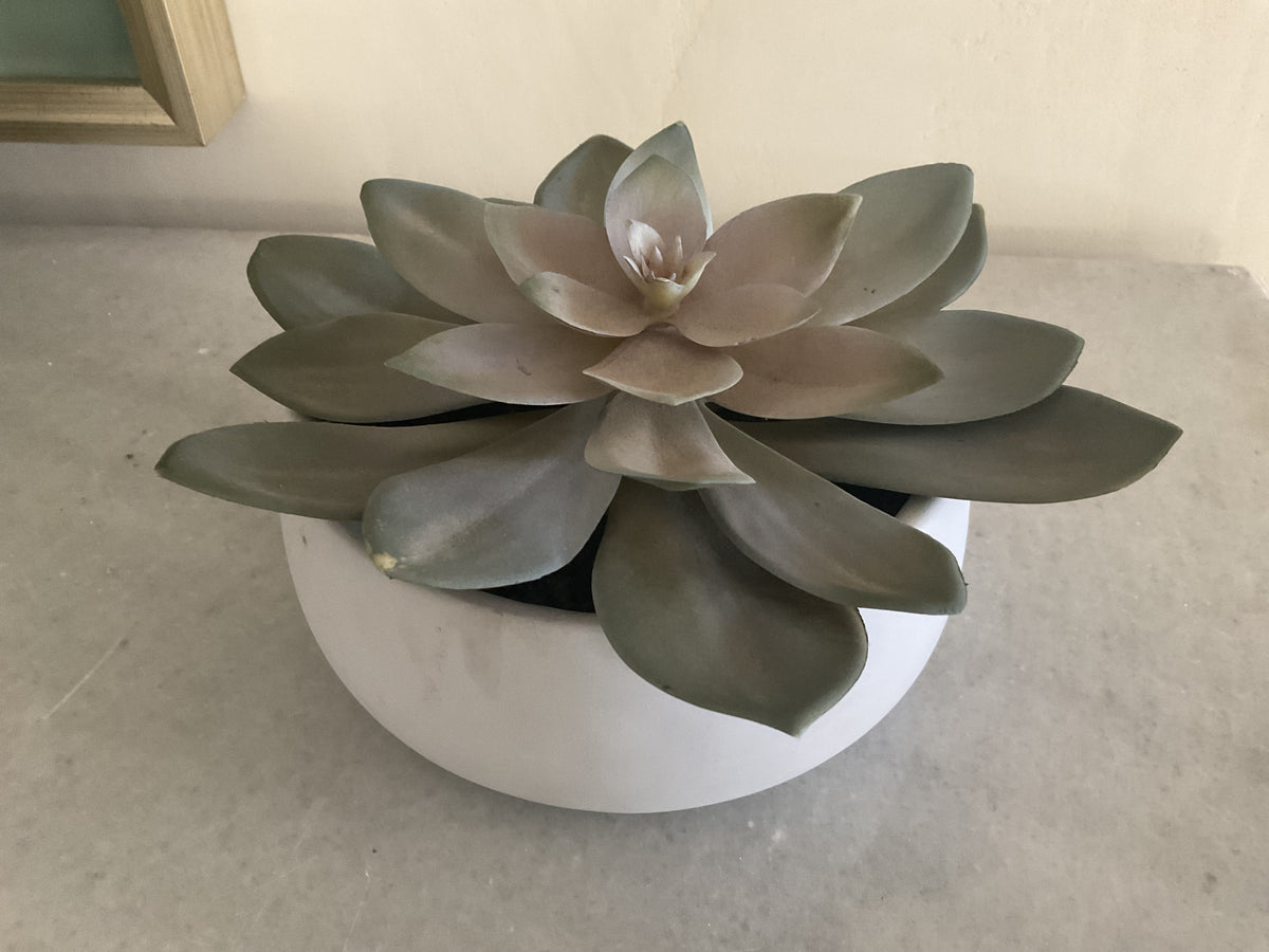 Succulent in a cement vessel